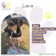 Lara
