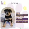 Leona