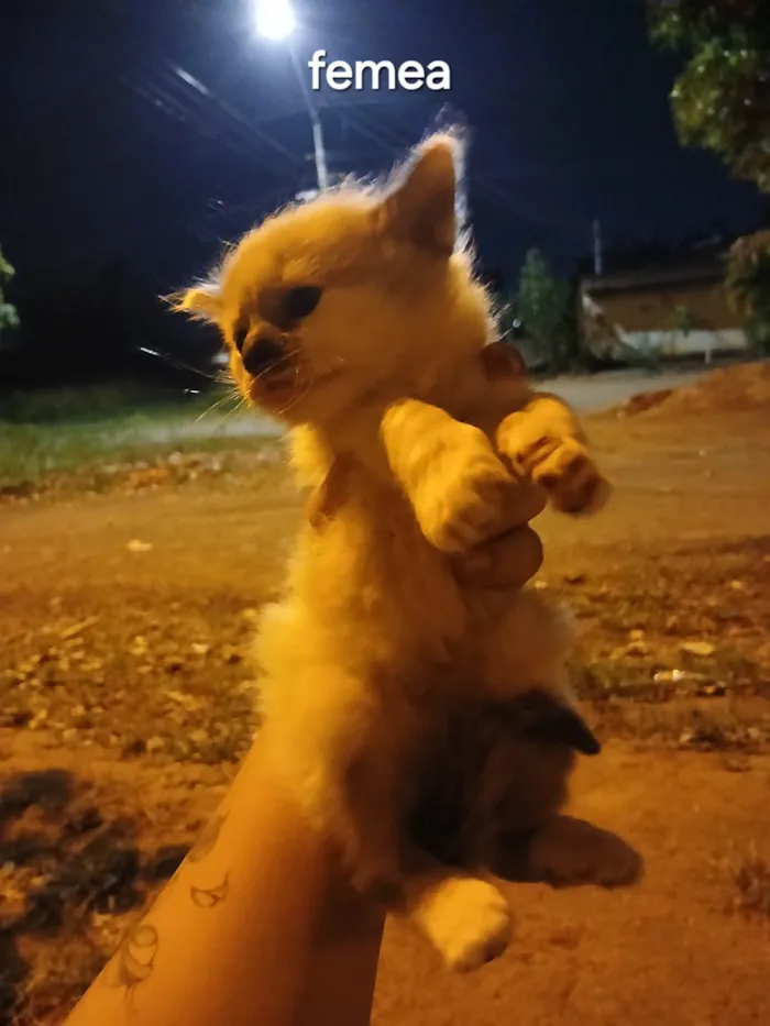 Gato ra a SRD-ViraLata idade Abaixo de 2 meses nome Floco