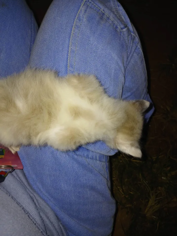 Gato ra a SRD-ViraLata idade Abaixo de 2 meses nome Floco