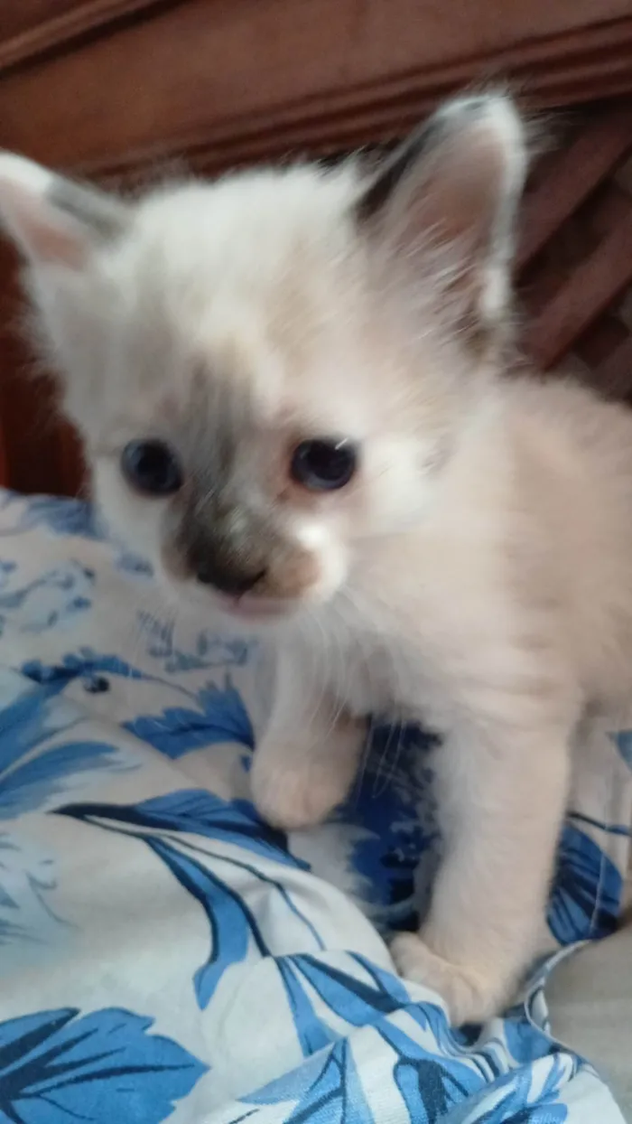 Gato ra a SRD-ViraLata idade Abaixo de 2 meses nome Floco
