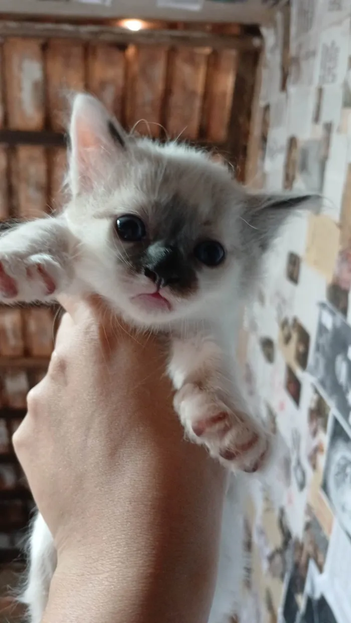Gato ra a SRD-ViraLata idade Abaixo de 2 meses nome Floco