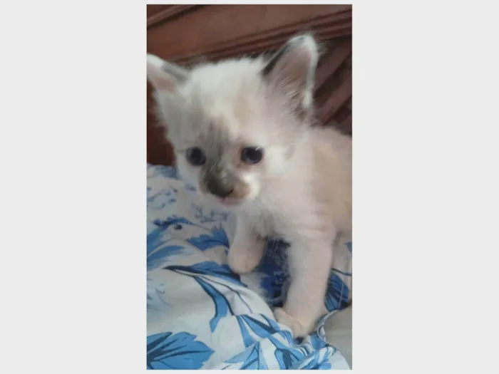 Gato ra a SRD-ViraLata idade Abaixo de 2 meses nome Floco