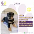 Laila