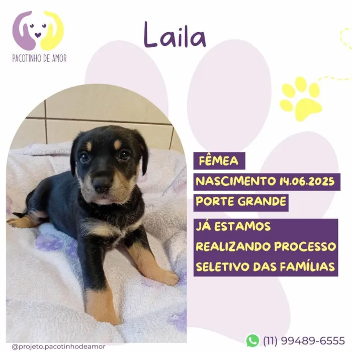 Cachorro ra a SRD-ViraLata idade Abaixo de 2 meses nome Laila