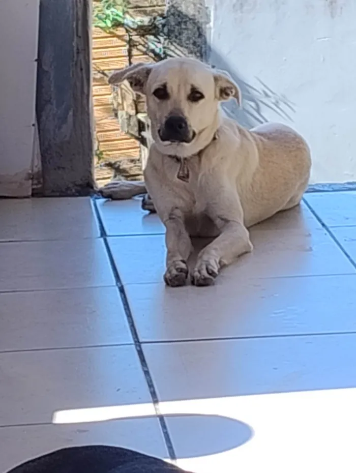 Cachorro ra a SRD-ViraLata idade 7 a 11 meses nome Nevado 
