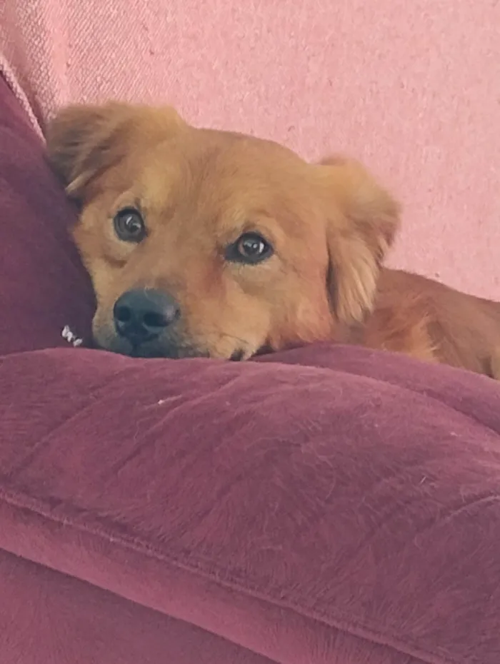 Cachorro ra a SRD-ViraLata idade 7 a 11 meses nome Nevado 