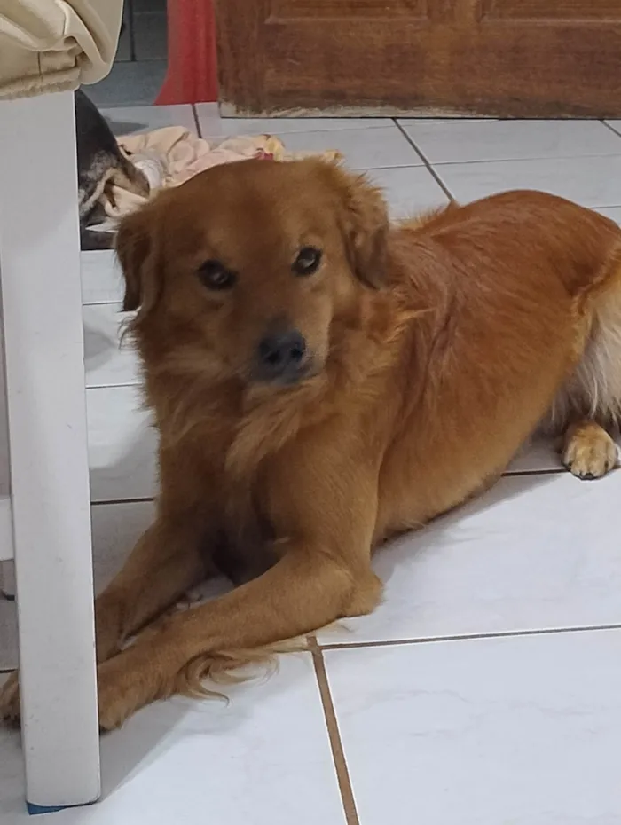 Cachorro ra a SRD-ViraLata idade 1 ano nome Phool 