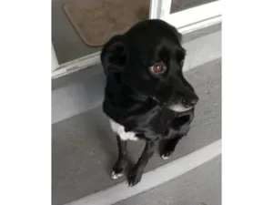 Cachorro raça SRD-ViraLata idade 5 anos nome Amora