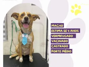 Cachorro raça SRD-ViraLata idade 4 anos nome Chico