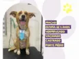 Chico