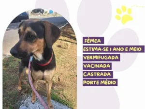 Cachorro raça SRD-ViraLata idade 1 ano nome Lara