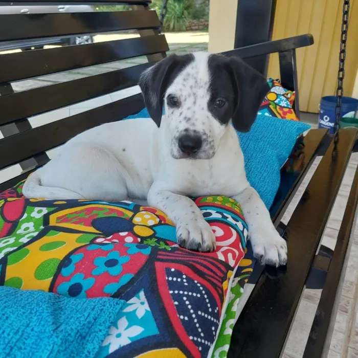 Cachorro ra a SRD-ViraLata idade 2 a 6 meses nome CANJICA