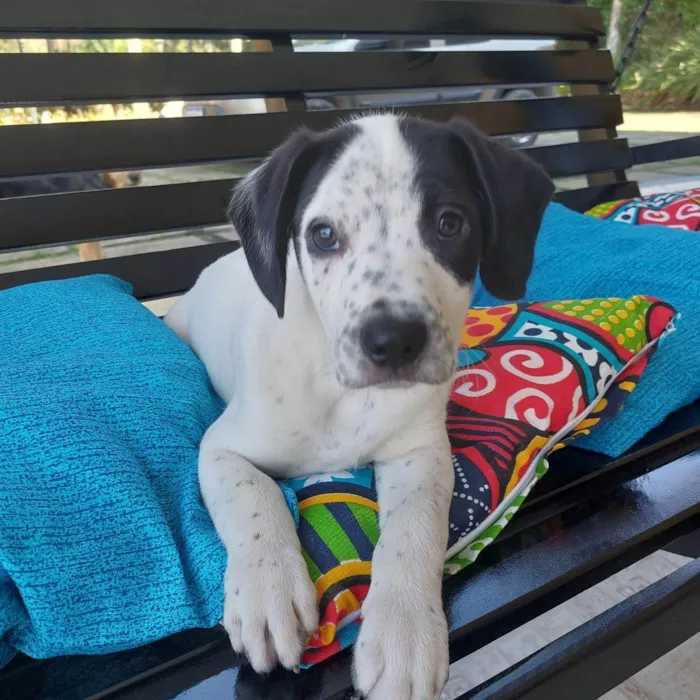 Cachorro ra a SRD-ViraLata idade 2 a 6 meses nome CANJICA