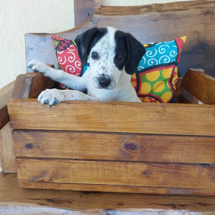 Cachorro ra a SRD-ViraLata idade 2 a 6 meses nome CANJICA