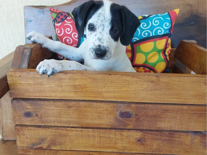 Cachorro ra a SRD-ViraLata idade 2 a 6 meses nome CANJICA