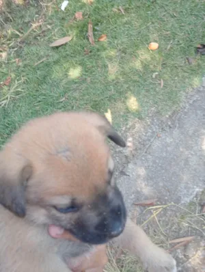 Cachorro raça SRD-ViraLata idade Abaixo de 2 meses nome Dogneos