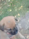 Dogneos