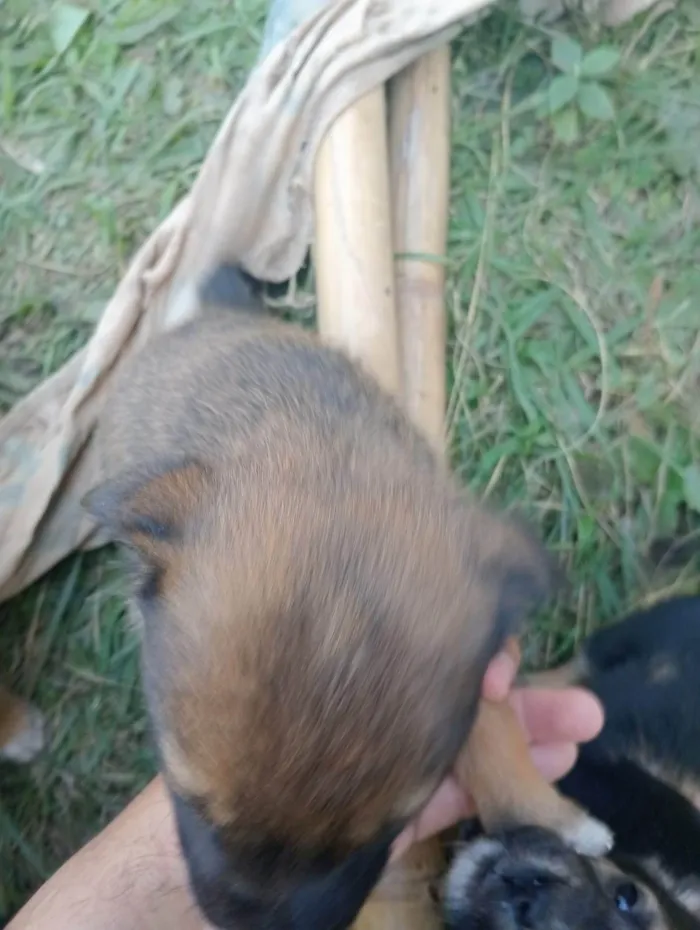 Cachorro ra a SRD-ViraLata idade Abaixo de 2 meses nome Dogneos