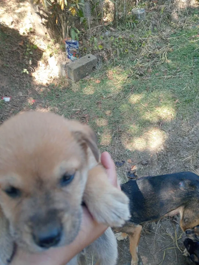 Cachorro ra a SRD-ViraLata idade Abaixo de 2 meses nome Dogneos