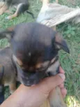 Dogneos