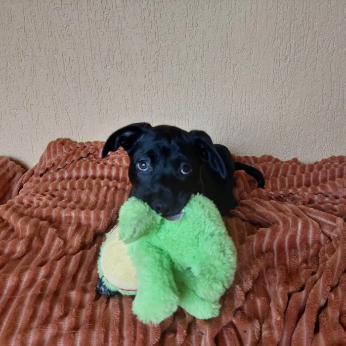Cachorro ra a SRD-ViraLata idade 2 a 6 meses nome PIPOCA
