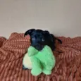 PIPOCA