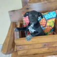 PIPOCA