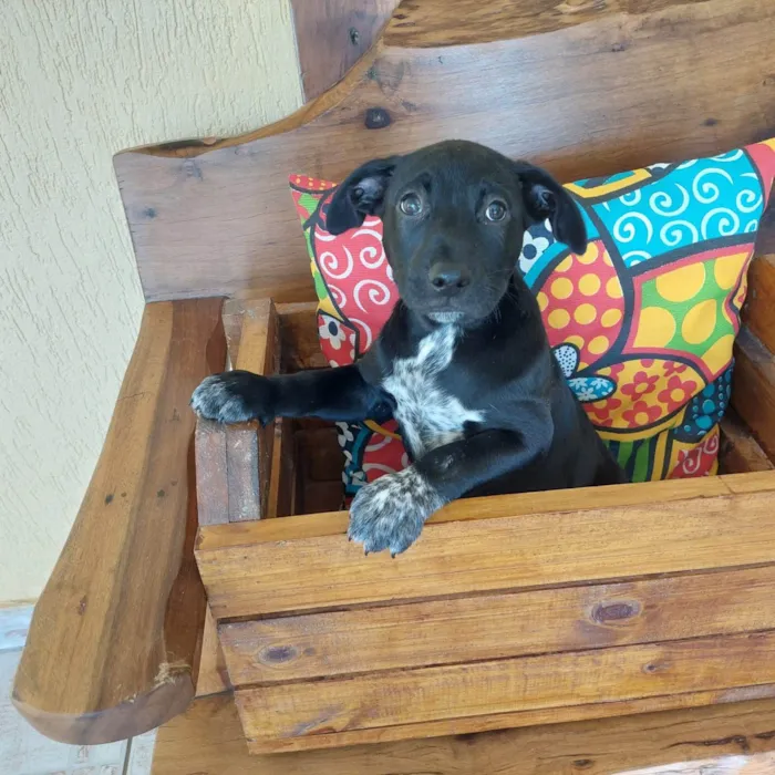 Cachorro ra a SRD-ViraLata idade 2 a 6 meses nome PIPOCA