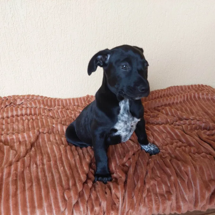Cachorro ra a SRD-ViraLata idade 2 a 6 meses nome PIPOCA