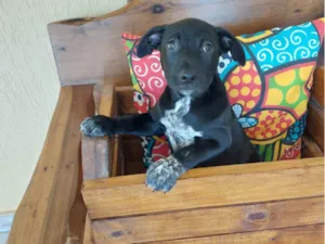 Cachorro raça SRD-ViraLata idade 2 a 6 meses nome PIPOCA