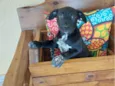 PIPOCA