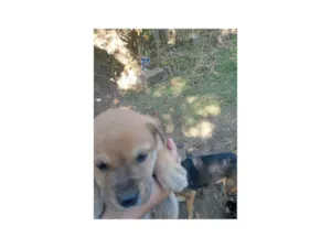Cachorro raça SRD-ViraLata idade Abaixo de 2 meses nome Dogneos