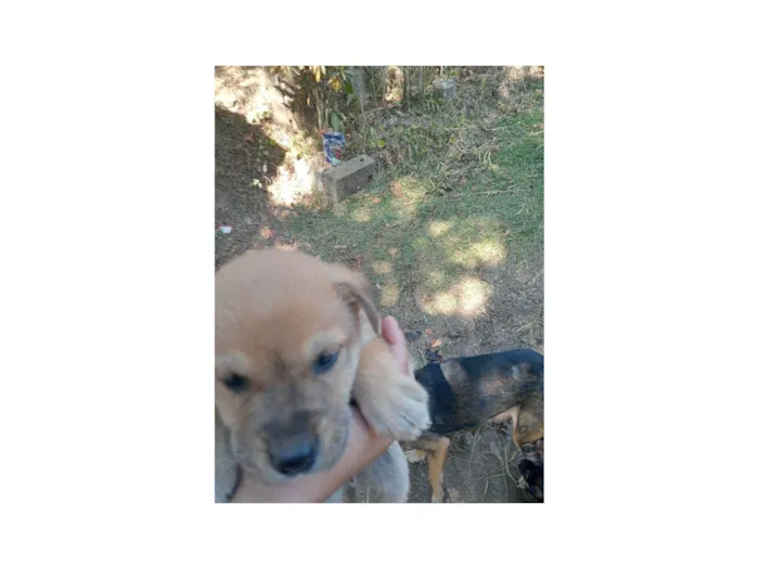 Cachorro ra a SRD-ViraLata idade Abaixo de 2 meses nome Dogneos