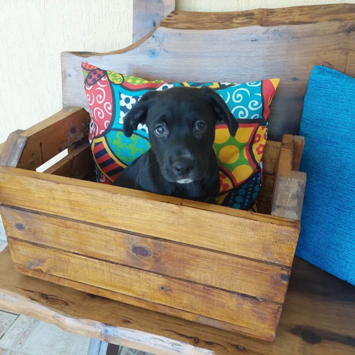 Cachorro ra a SRD-ViraLata idade 2 a 6 meses nome AMENDOIM