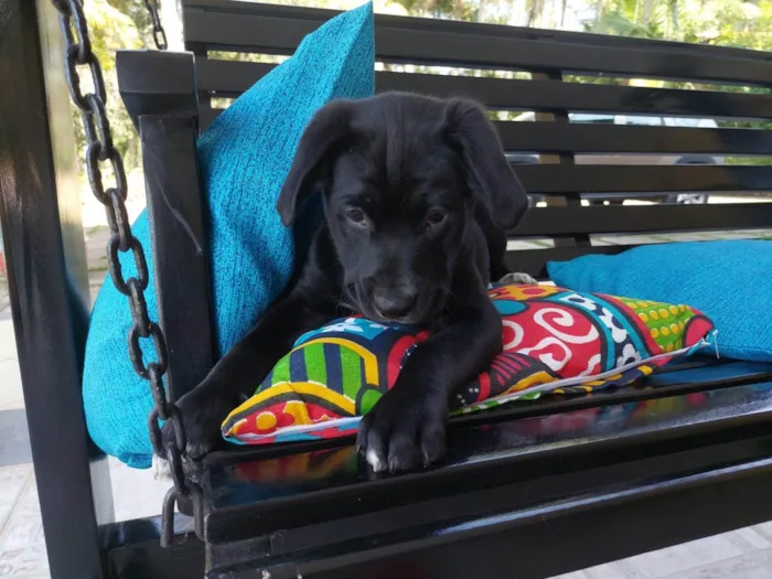 Cachorro ra a SRD-ViraLata idade 2 a 6 meses nome AMENDOIM