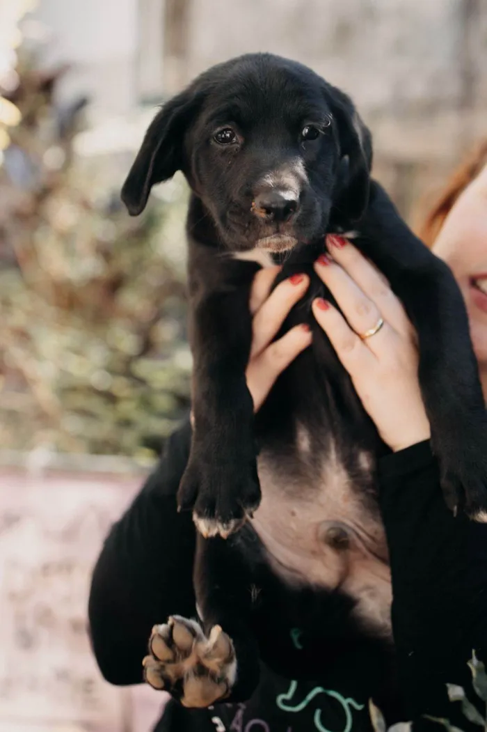 Cachorro ra a SRD-ViraLata idade 2 a 6 meses nome AMENDOIM