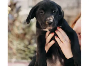 Cachorro raça SRD-ViraLata idade 2 a 6 meses nome AMENDOIM