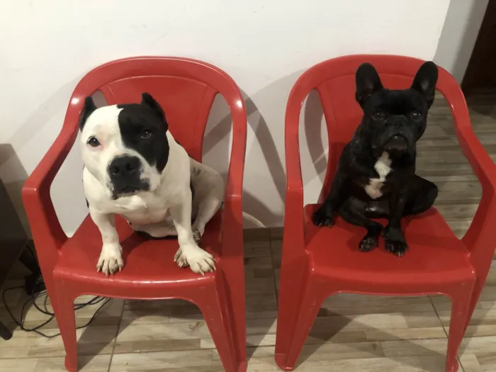Cachorro ra a Bulldog - American Bully idade 3 anos nome Meguie - American Bully / Feijão - Bulldog Francês