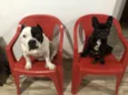 Meguie - American Bully / Feijão - Bulldog Francês