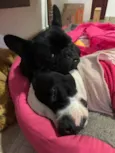 Meguie - American Bully / Feijão - Bulldog Francês