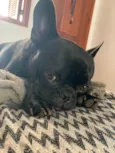 Meguie - American Bully / Feijão - Bulldog Francês