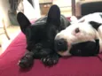Meguie - American Bully / Feijão - Bulldog Francês