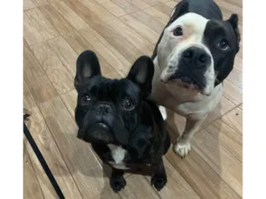 Cachorro raça Bulldog - American Bully idade 3 anos nome Meguie - American Bully / Feijão - Bulldog Francês