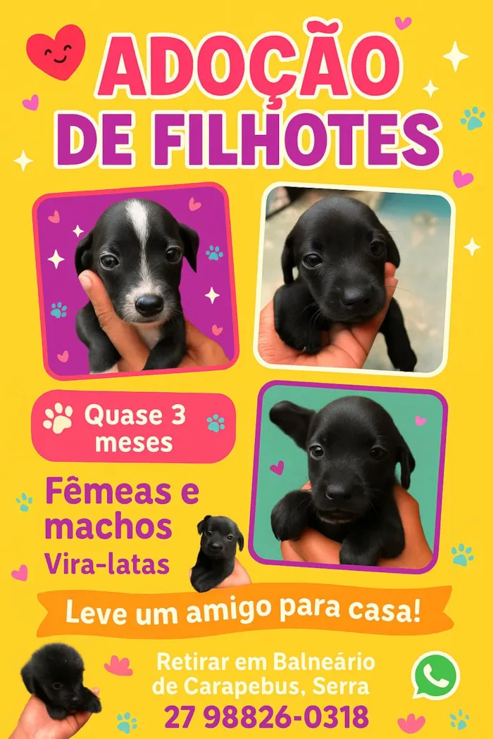 Cachorro ra a SRD-ViraLata idade 2 a 6 meses nome Sem nome 