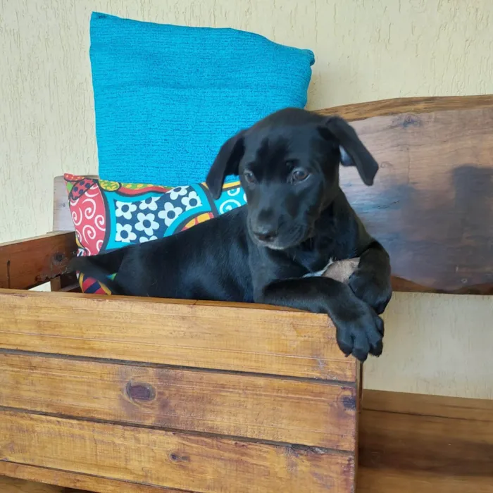 Cachorro ra a SRD-ViraLata idade 2 a 6 meses nome FUBA