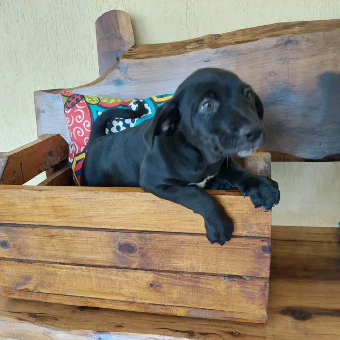 Cachorro ra a SRD-ViraLata idade 2 a 6 meses nome FUBA