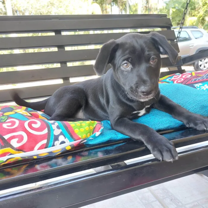 Cachorro ra a SRD-ViraLata idade 2 a 6 meses nome FUBA