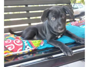 Cachorro raça SRD-ViraLata idade 2 a 6 meses nome FUBA