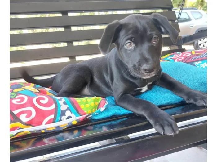 Cachorro ra a SRD-ViraLata idade 2 a 6 meses nome FUBA